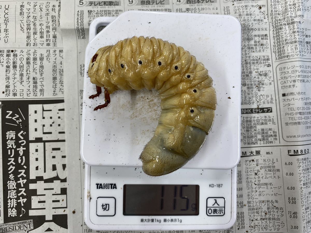 ヘラクレスオオカブト 幼虫 ペア オス115g メス もうすぐ蛹化 観察 外国産 売買されたオークション情報 Yahooの商品情報をアーカイブ公開 オークファン Aucfan Com