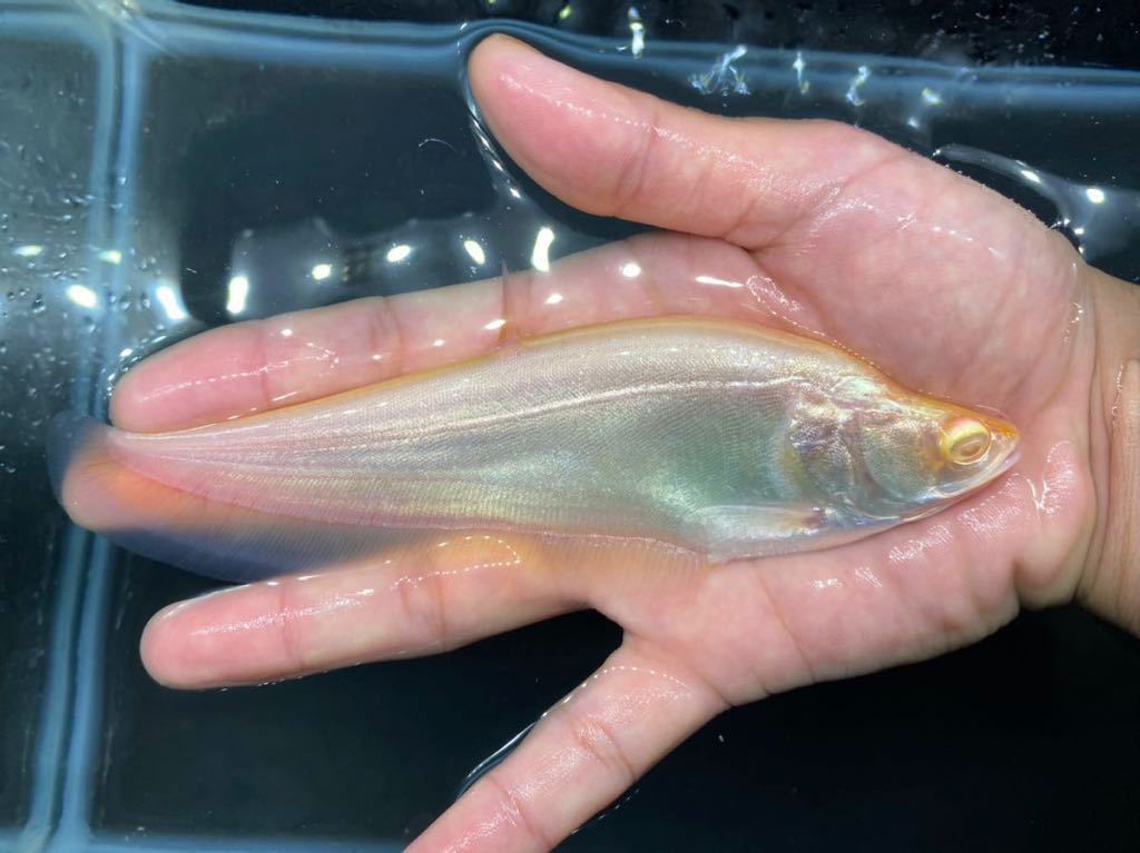 ラスト1匹… 極美！】プラチナアルビノナイフ約19センチ（アロワナ 