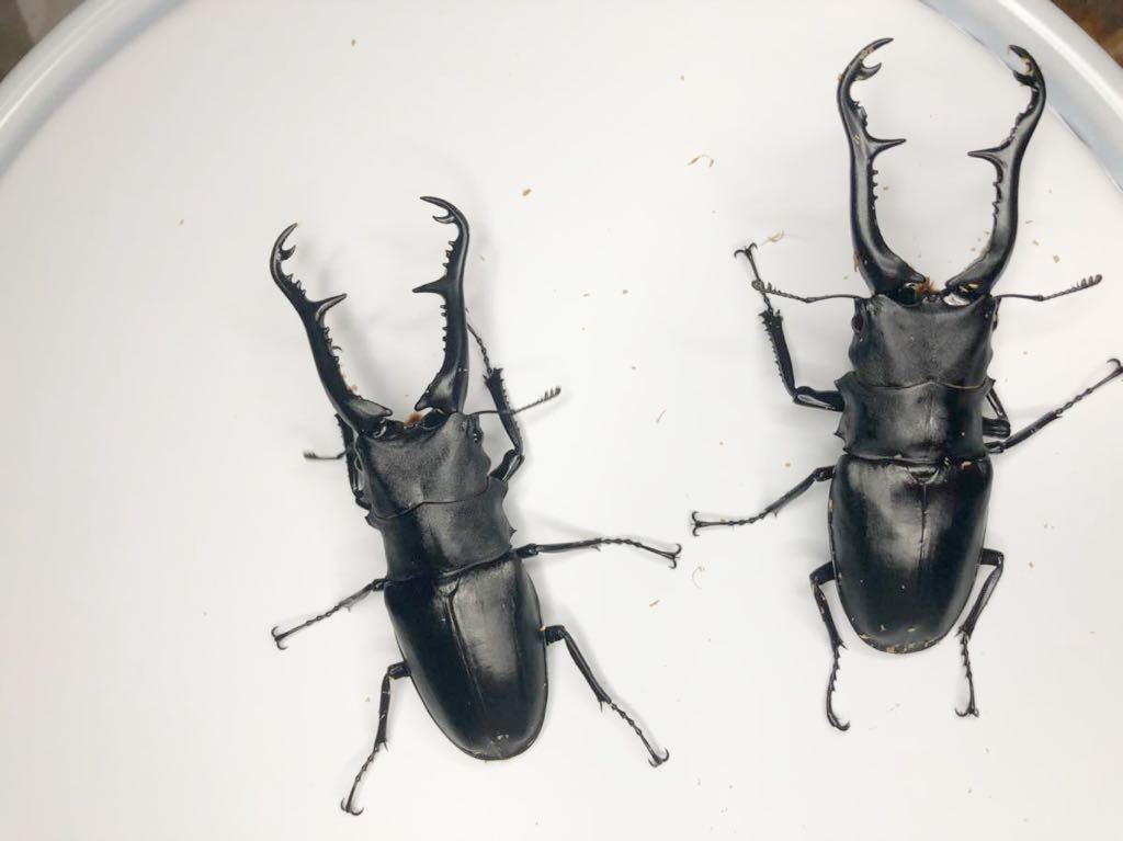 くわかぶプラネット &frasl; フローレスギラファノコギリ(ケイスケ)ペア フローレス ギラファノコギリ 101×50mm ケイスケ(外国産)｜売買 フローレス島産 ペア④ ♂91mm♀53mm新 ギラファノコギリクワガタ(亜種ケイスケ) インドネシア フローレス産 ケイスケ 超おすすめギラファノコギリ WDフローレスギラファノコギリ(ケイスケ