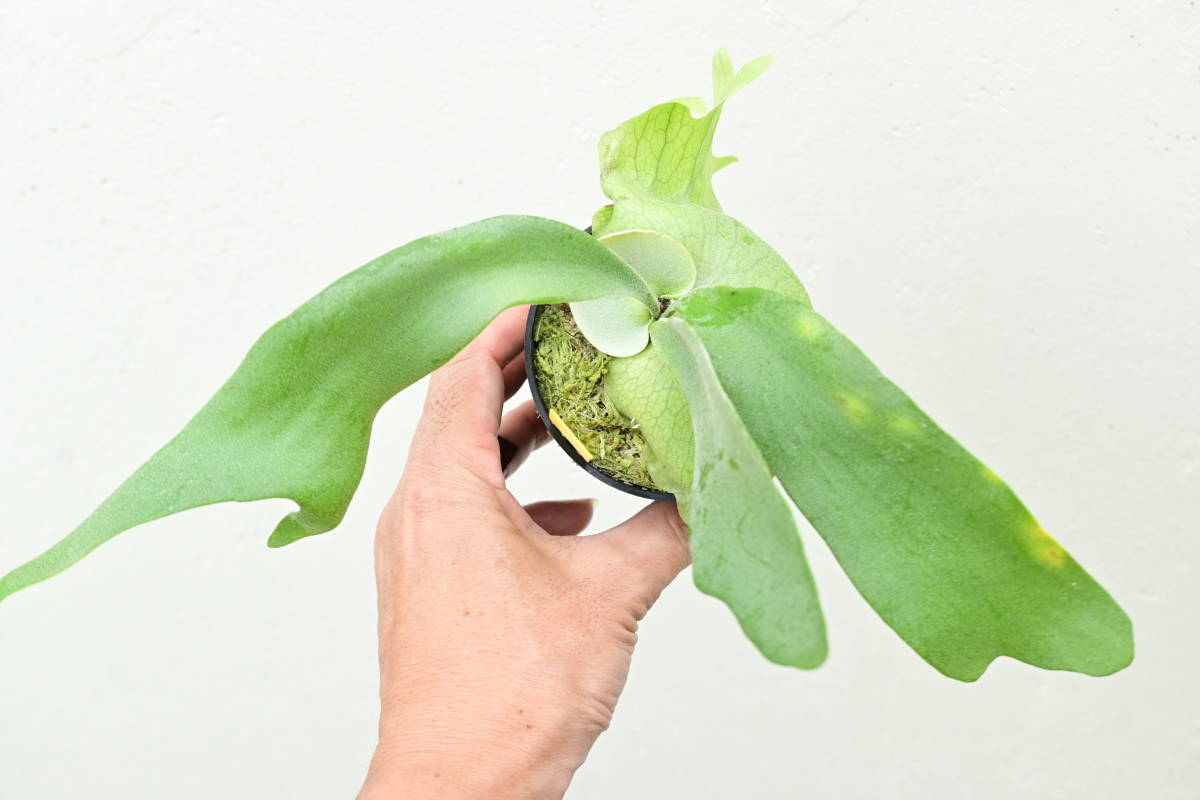 お買い得，100%新品 P.willinckii 'HP100'④ @bikamori.com ビカクシダ ウィリンキー(ビカクシダ、コウモリラン)｜売買されたオークション情報、yahooの商品情報をアーカイブ公開 - オークファン ビカクシダ、コウモリラン