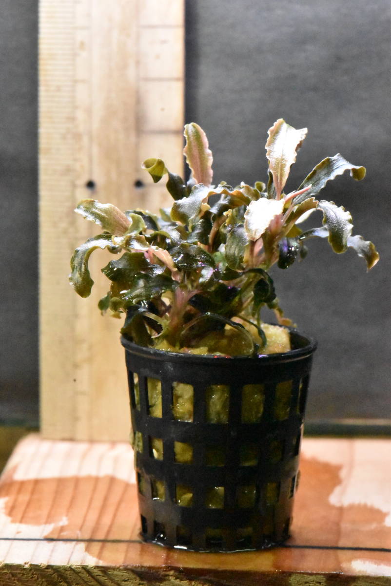 独創的 水草 ブセファランドラ クダガン 超大株 左 魚用品 水草 Noordrandmotors Co Za 独創的 水草 ブセファランドラ クダガン 超大株 左 魚用品 水草 Noordrandmotors Co Za