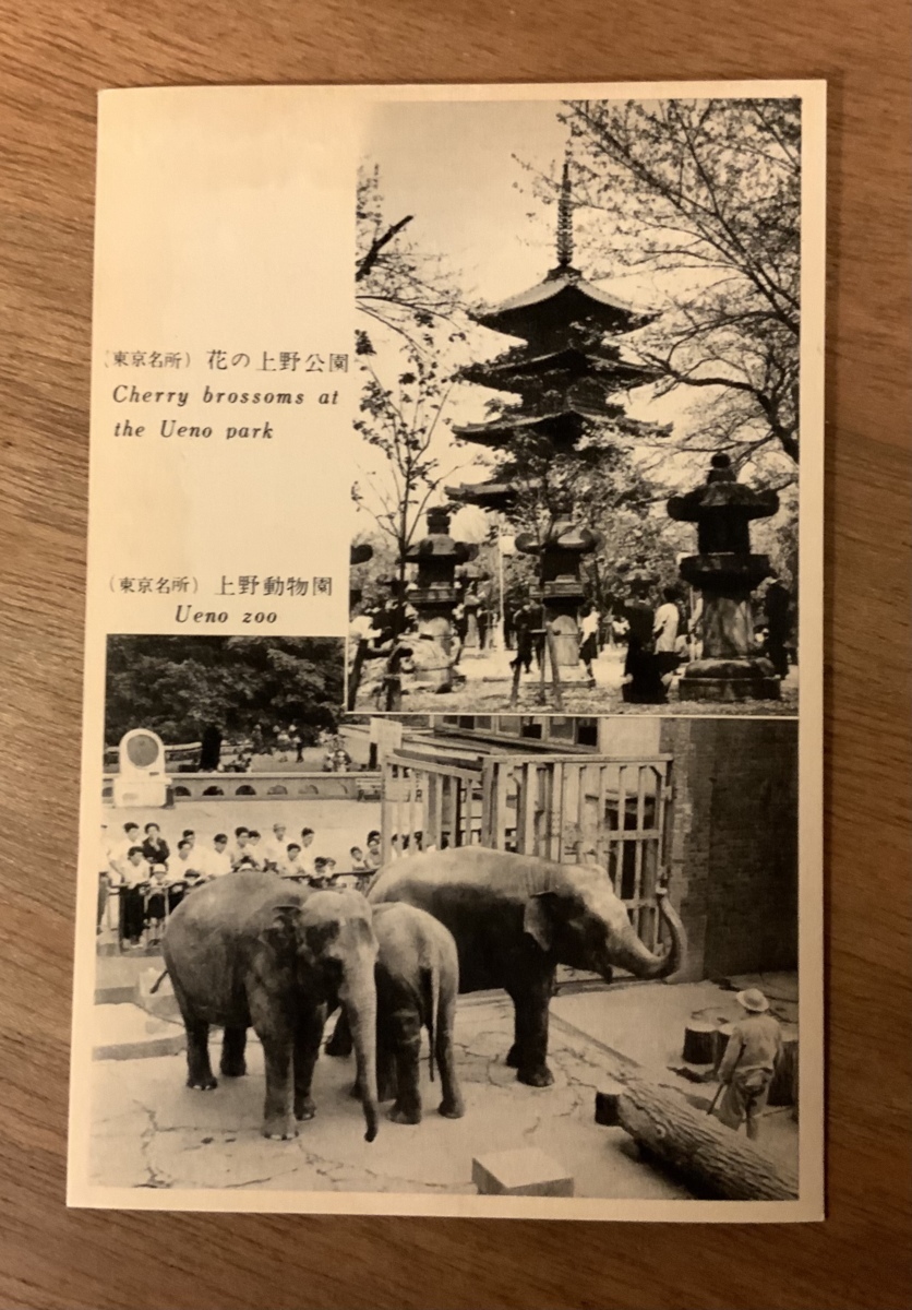 上野動物園 上野公園 象 東京都 絵葉書 レトロ 葉書 古葉書 エンタイア 写真 印刷物 風景 くnaら Ee 7679 絵はがき ポストカード 売買されたオークション情報 Yahooの商品情報をアーカイブ公開 オークファン Aucfan Com