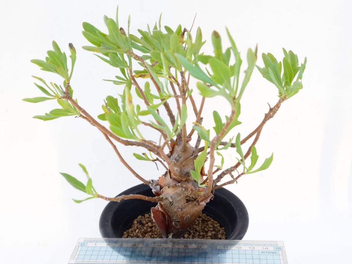 Othonna macrosperma / オトンナ マクロスペルマ 塊根植物 実生(観葉 
