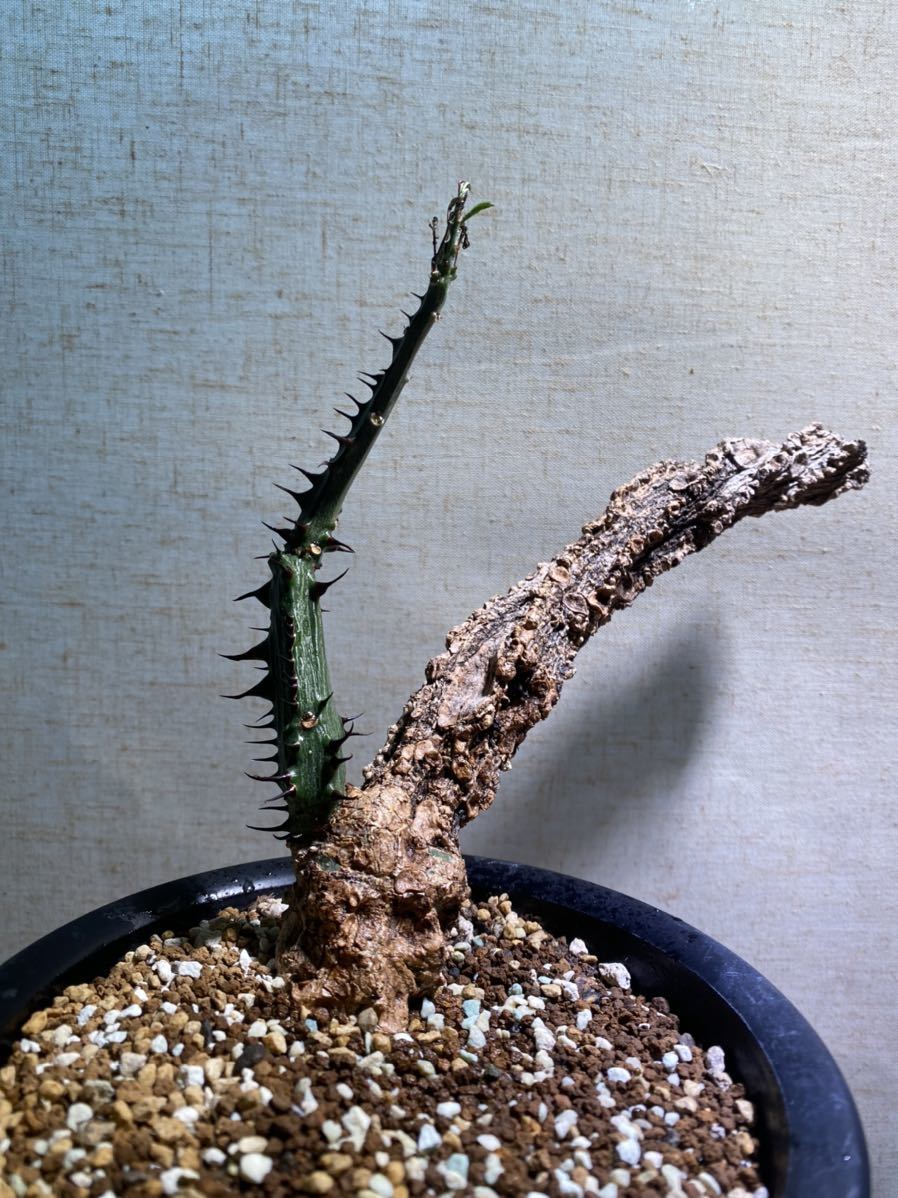 アデニア アクレアータ 発根済み Adenia aculeata・塊根植物 【公式通販】