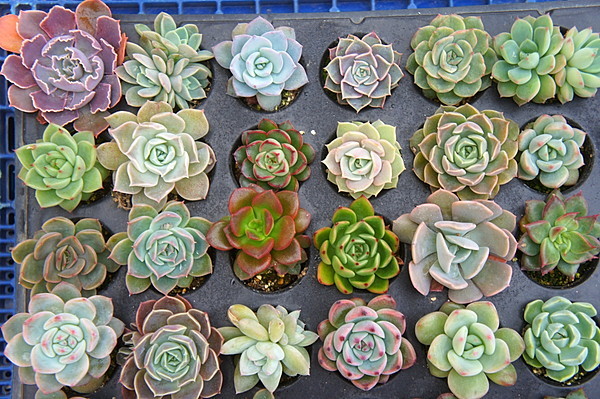 送料無料！エケベリア72種セット！【107】トレイのまま発送 ！【多肉植物】【観葉植物】【ヤフネコ匿名配送】