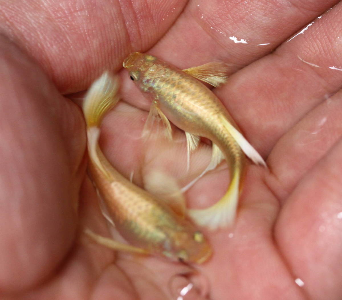 最高級グレード フルゴールド リボン グッピー 2ペア Www Contabilidadeom Com Br