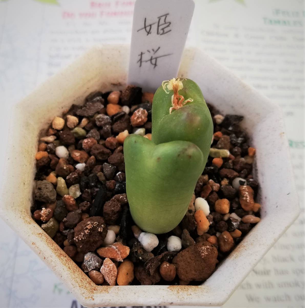 コノフィツム 姫桜 群生株 観葉植物