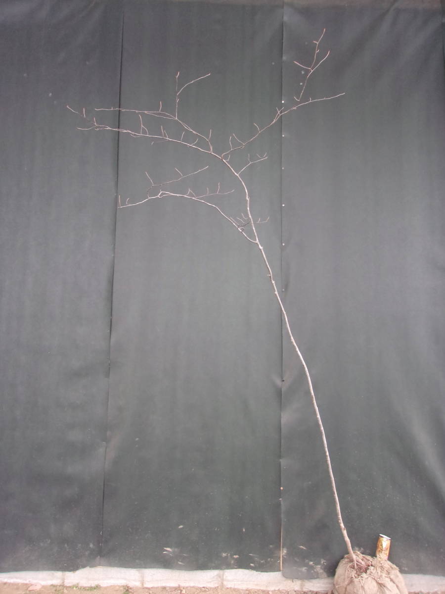 山取 アズキナシ ◇◇アズキナシ ◇◇30 植木、庭木 ◇◇626 ◇◇