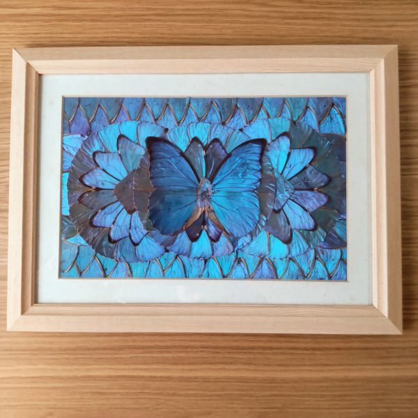 蝶画 羽根細工 モルフォ蝶 蝶額 - ブルーモルフォ蝶 インテリア 羽絵