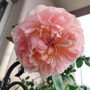 バラ エブリンのヤフオク の相場 価格を見る ヤフオク のバラ エブリンのオークション売買情報は4件が掲載されています