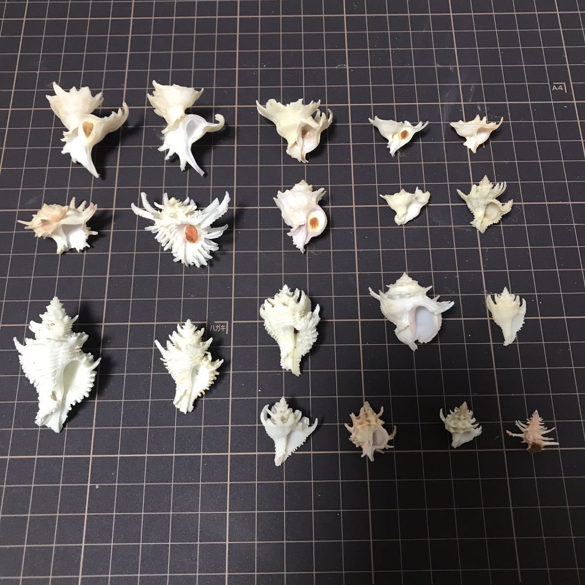 貝標本 貝殻 貝がら コレクション no.319 ミズスイ系？ 貝殻