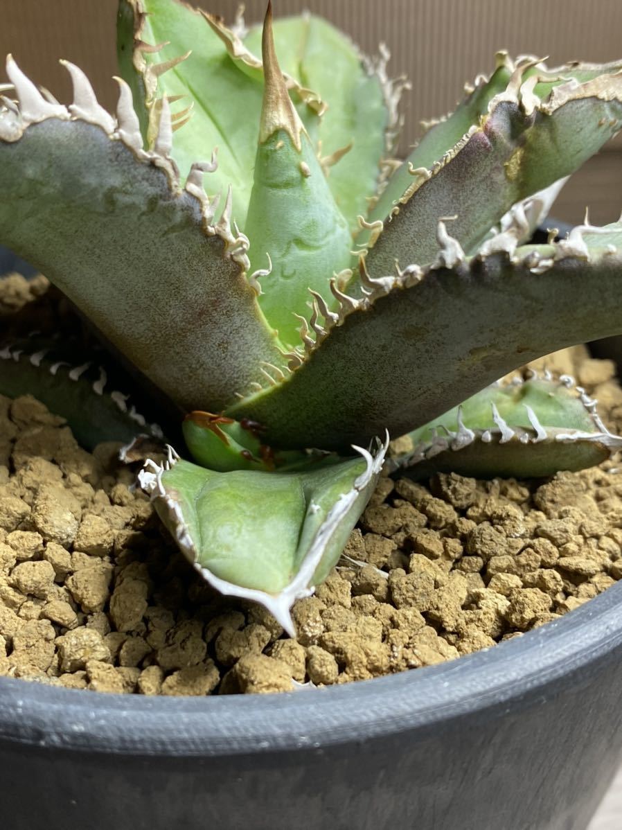 アガベ Agave titanota ”皇冠” アガベ チタノタ クラウン 希少 子株②