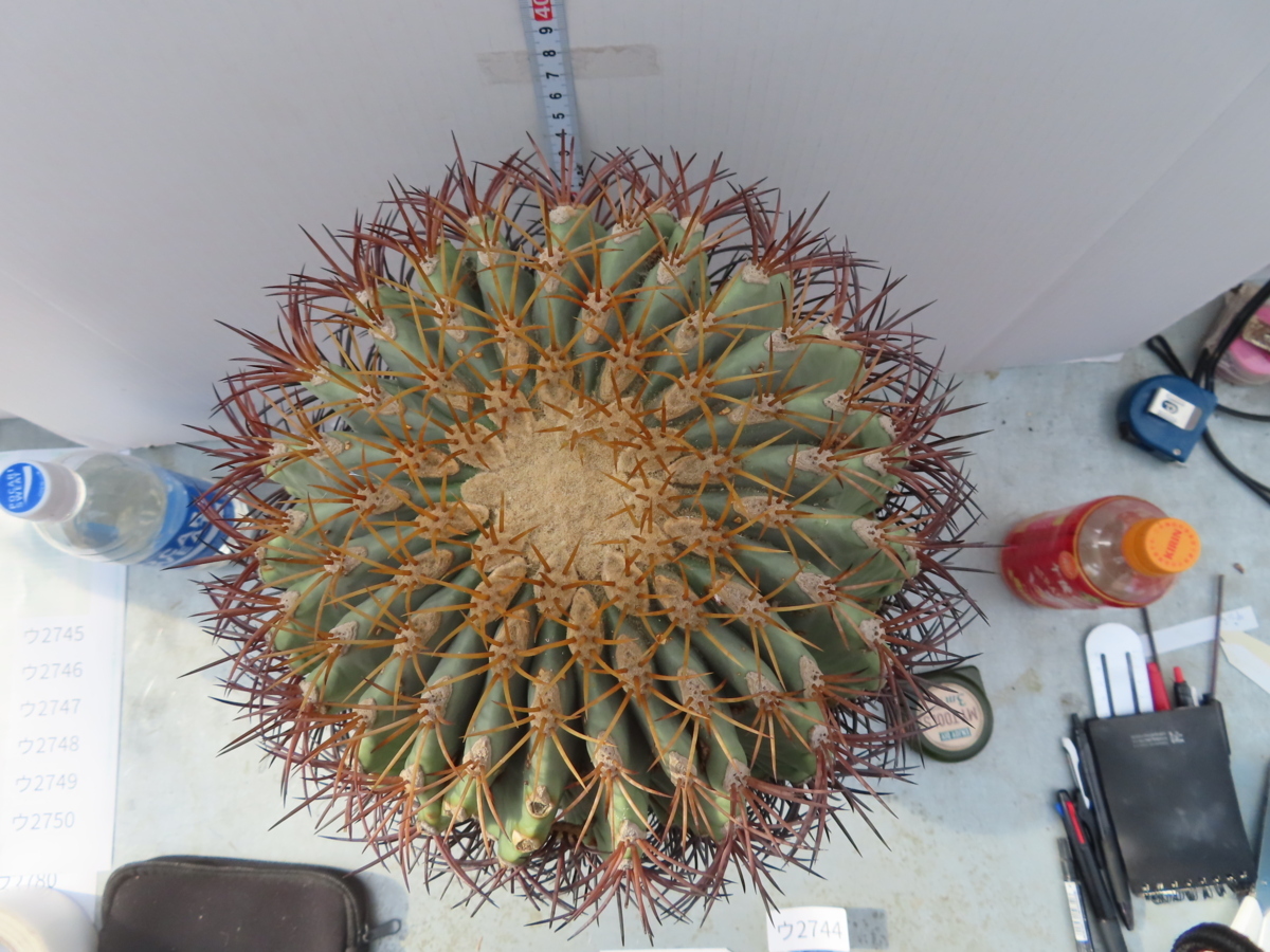 シゲページ/他の方購入不可 ウ2744「多肉植物」サボテン フェロカクタス【多肉植物・カルメン玉