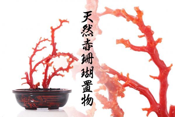 S-2048 高知伝統工芸品「天然赤珊瑚置物」塗鉢 検／原木 置物 天然石