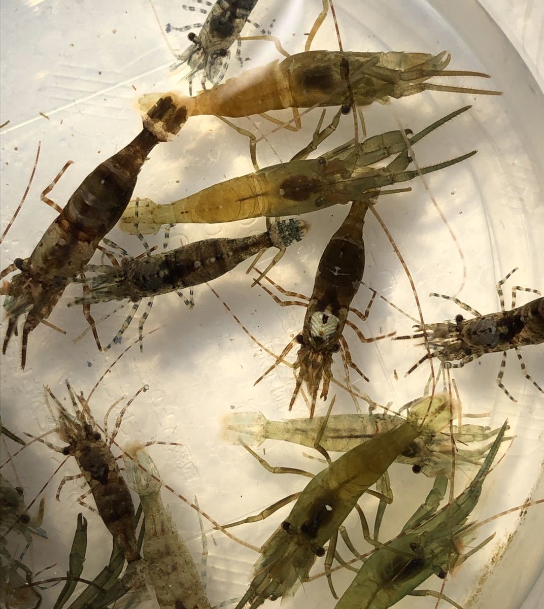 No11 アシナガモエビ系 10匹セット M Lサイズ 近海魚 海水魚 生体 甲殻類 エビ 海水魚 売買されたオークション情報 Yahooの商品情報をアーカイブ公開 オークファン Aucfan Com