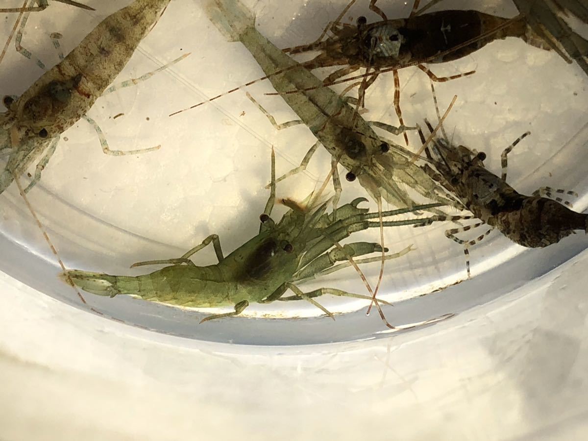 No11 アシナガモエビ系 10匹セット M Lサイズ 近海魚 海水魚 生体 甲殻類 エビ 海水魚 売買されたオークション情報 Yahooの商品情報をアーカイブ公開 オークファン Aucfan Com