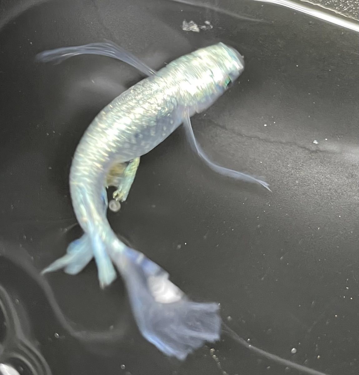 あいメダカ 極上 極龍 天女の舞 フルボディ 優雅に舞うロングフィン 稚魚３匹プラス１匹 めだか 売買されたオークション情報 Yahooの商品情報をアーカイブ公開 オークファン Aucfan Com