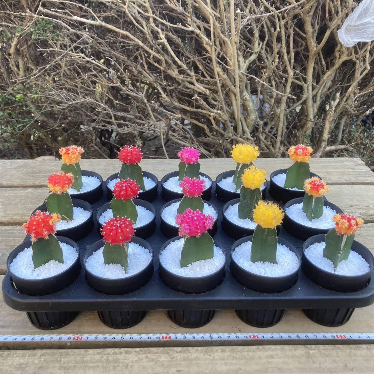 魅惑の多肉植物 サボテン 緋牡丹 ヒボタン ミックス 15鉢セット サボテン 売買されたオークション情報 Yahooの商品情報をアーカイブ公開 オークファン Aucfan Com