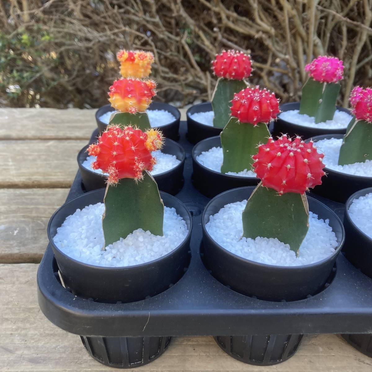 魅惑の多肉植物 サボテン 緋牡丹 ヒボタン ミックス 15鉢セット サボテン 売買されたオークション情報 Yahooの商品情報をアーカイブ公開 オークファン Aucfan Com