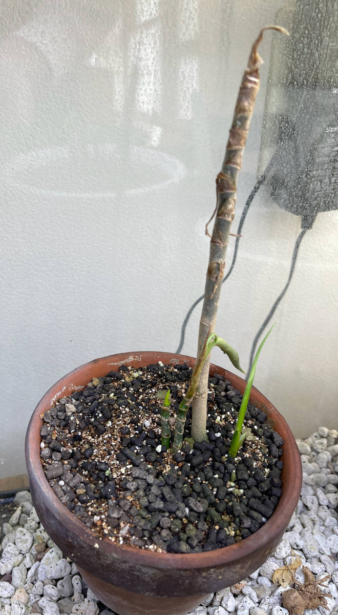 LA便ネームド株 Aglaonema アグラオネマ pictum A 雷切 LA0914-3ss