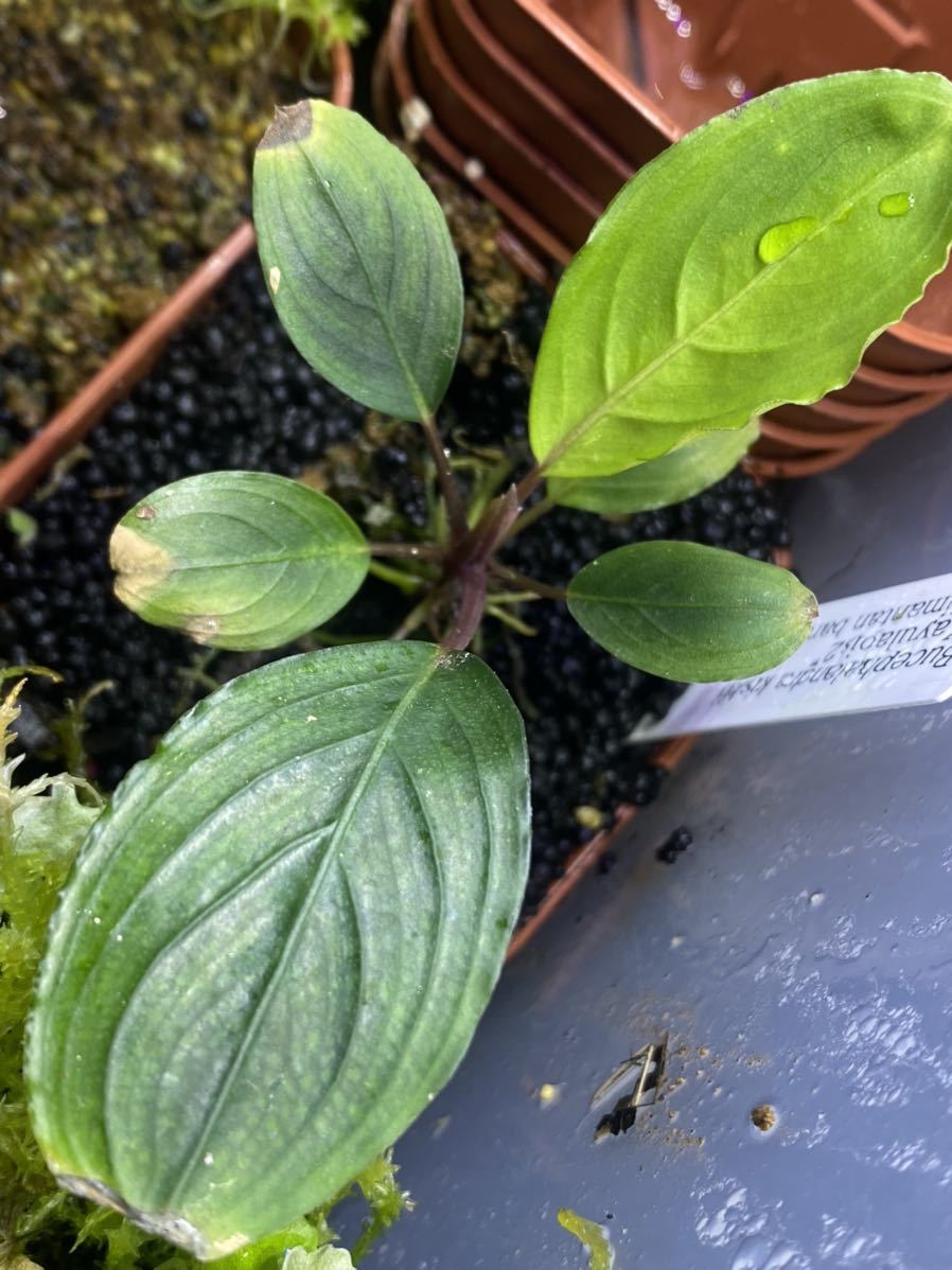 あ*ら様 【TB便】Bucephalandra kishii \
