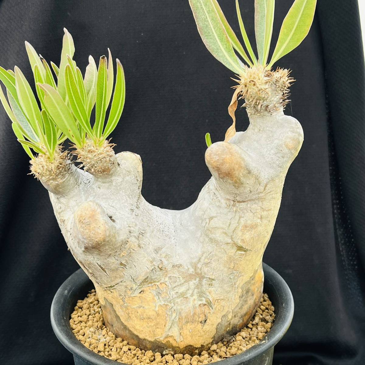 話題の塊根植物「パキポディウム」その魅力を徹底解説！多肉 塊根植物 