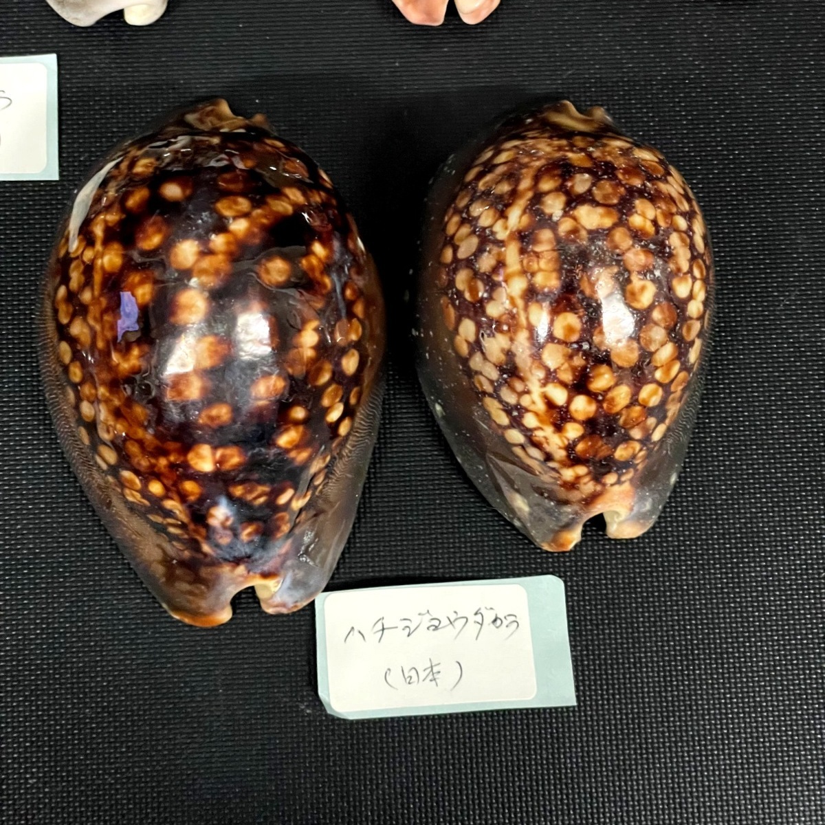 ビードロダカラ　貝殻　標本 ビードロダカラ(Zoila thersites thersites) 濃色 特老成 - Kaiショップ