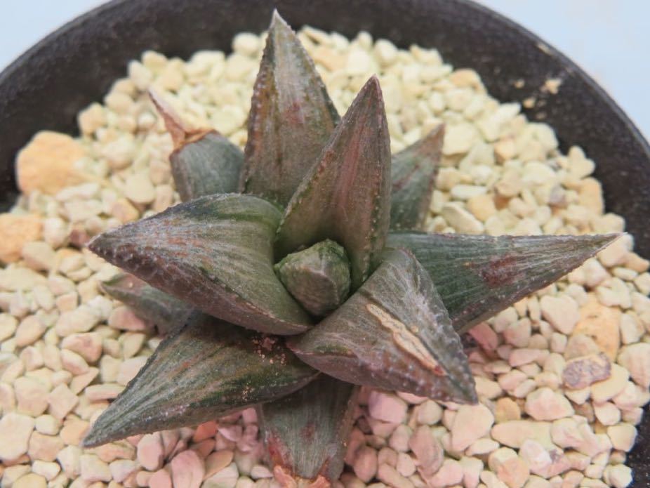 白斑 ハオルチア 多肉植物 多肉植物☆ハオルチア 竜鱗交配錦 サボテン