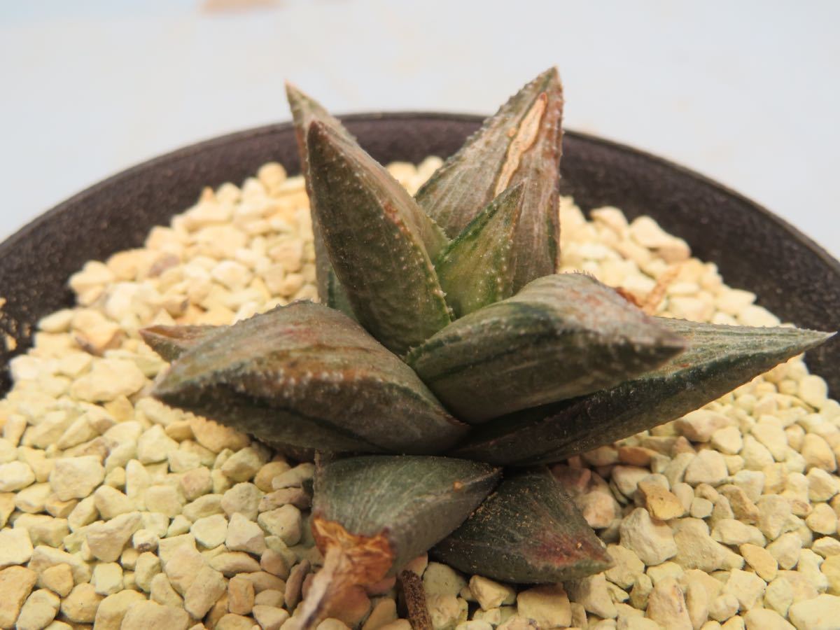 白斑 ハオルチア 多肉植物 多肉植物☆ハオルチア 竜鱗交配錦 サボテン