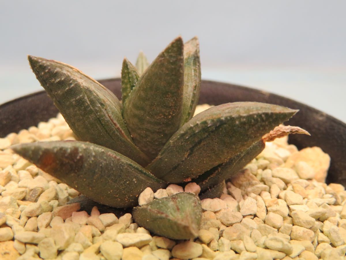 白斑 ハオルチア 多肉植物 多肉植物☆ハオルチア 竜鱗交配錦 サボテン