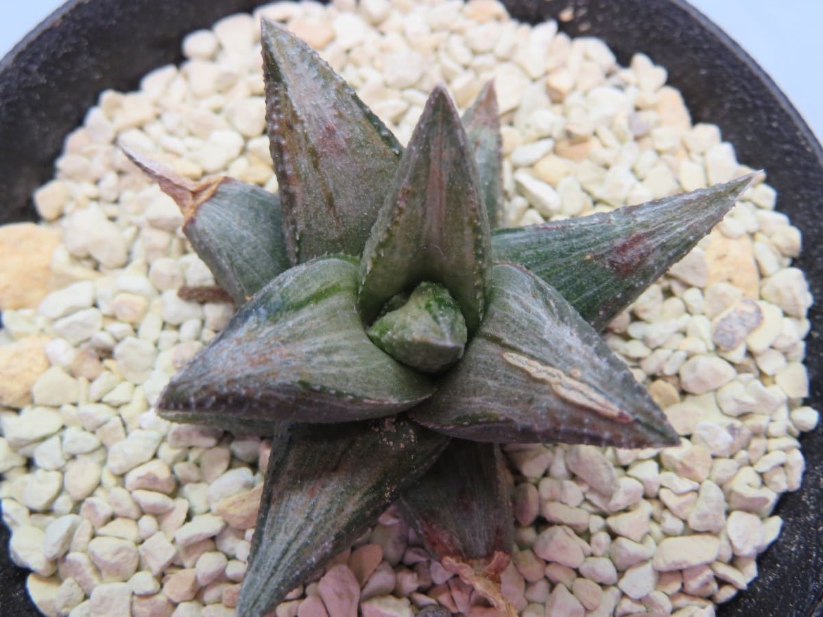 ハオルチア 多肉植物 白蛇伝 極上斑 子株