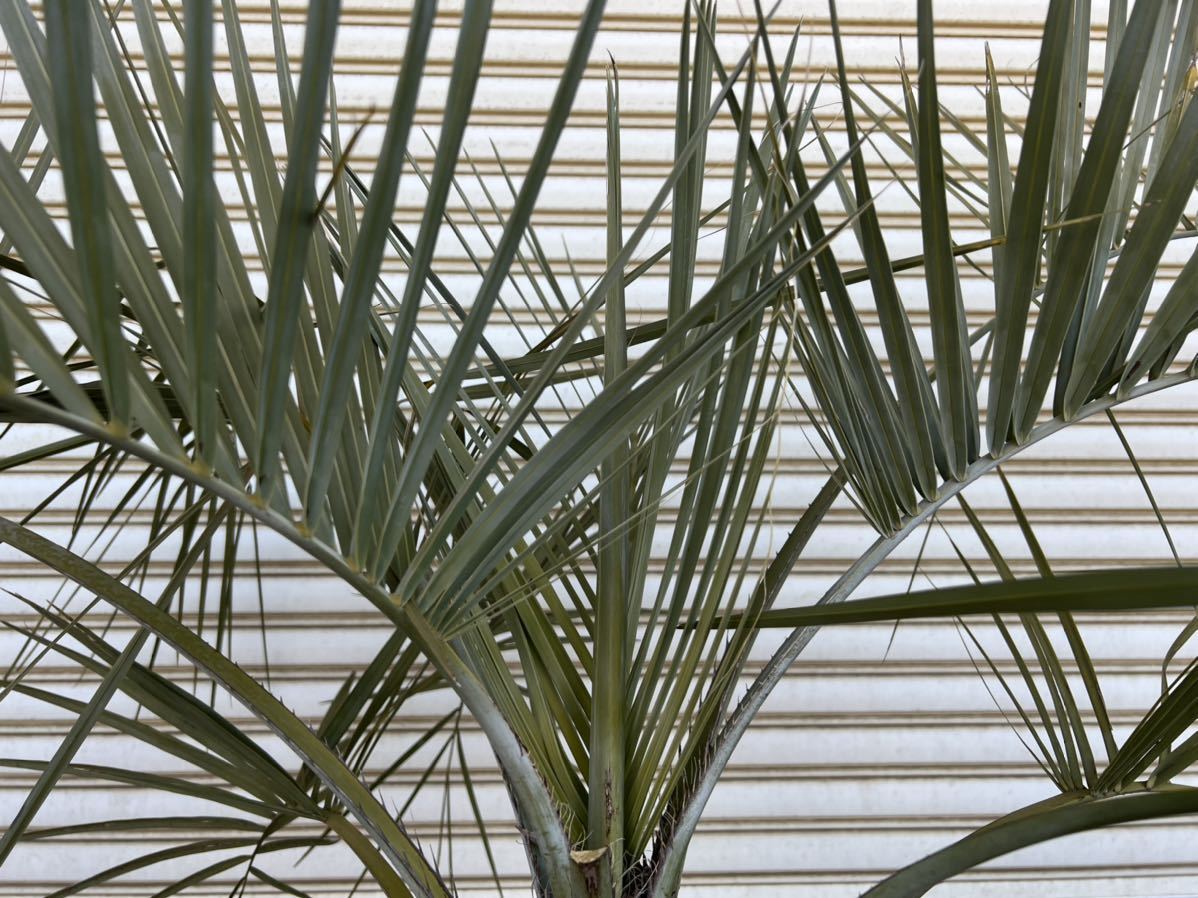 難あり ココスヤシ 幹太 シルバーリーフ ヤシの木 ヤシ 庭木 植木 庭