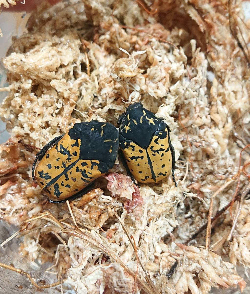 オオトラヒシムネハナムグリ ヒシムネハナムグリ (Gymnetis marmorea) 初令幼虫3頭 出品は1回のみ