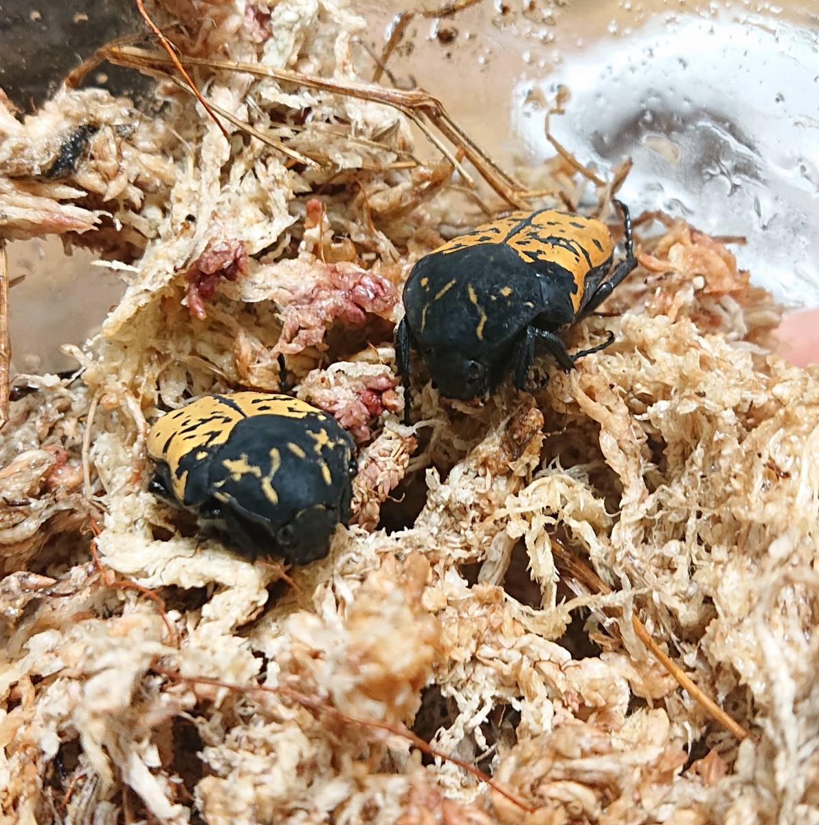ヒシムネハナムグリ (Gymnetis marmorea) 初令幼虫3頭 出品は1回のみ