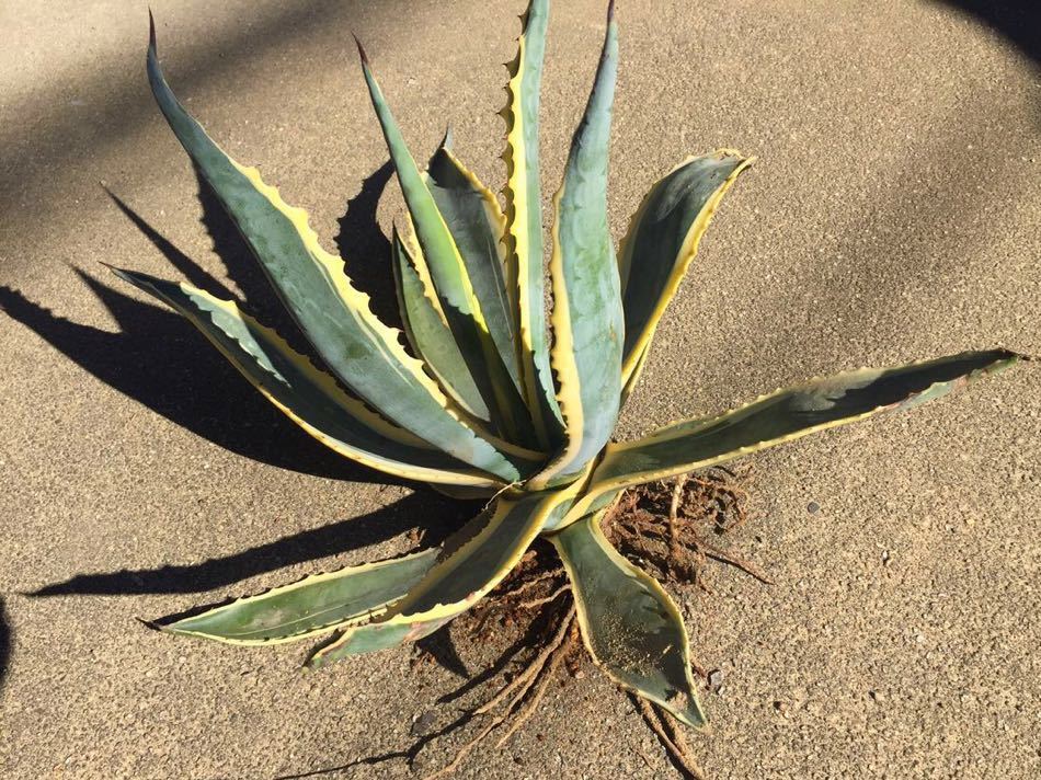 agave-isthmensis-kabutogani-v0-xoga76z07n4h1