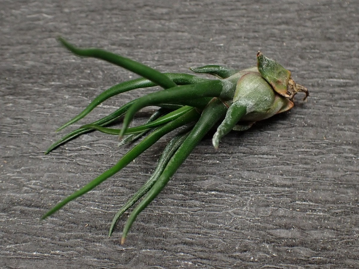 Tillandsia bulbosa 