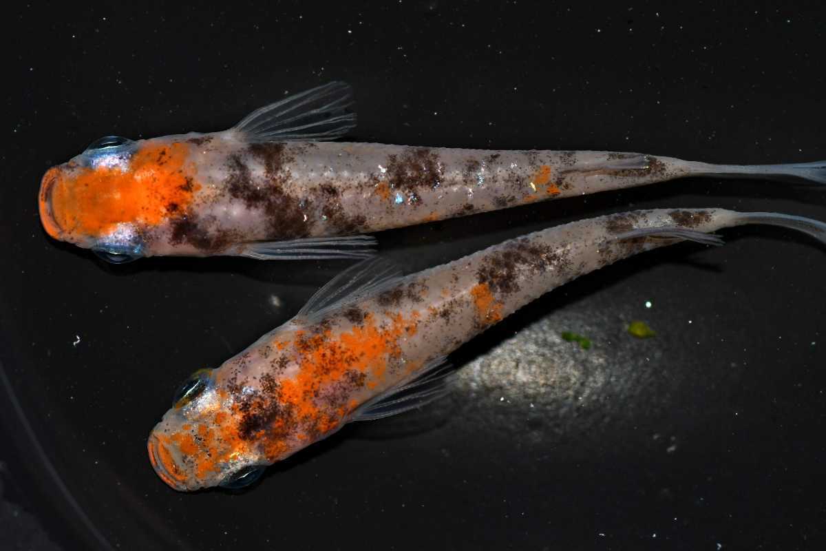 めだか屋さくら 桜錦 当方オリジナル 1ペア Lサイズ 2月19日日発送 めだか 売買されたオークション情報 Yahooの商品情報をアーカイブ公開 オークファン Aucfan Com