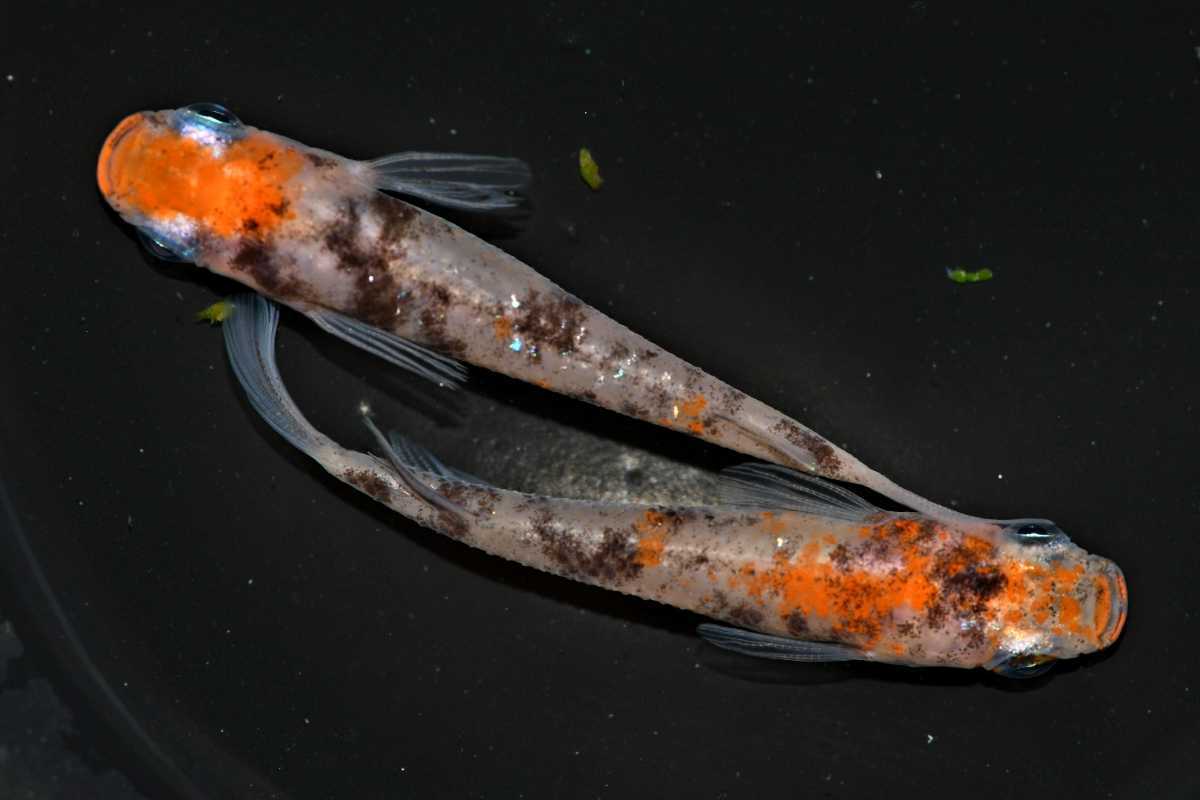 めだか屋さくら 桜錦 当方オリジナル 1ペア Lサイズ 2月19日日発送 めだか 売買されたオークション情報 Yahooの商品情報をアーカイブ公開 オークファン Aucfan Com