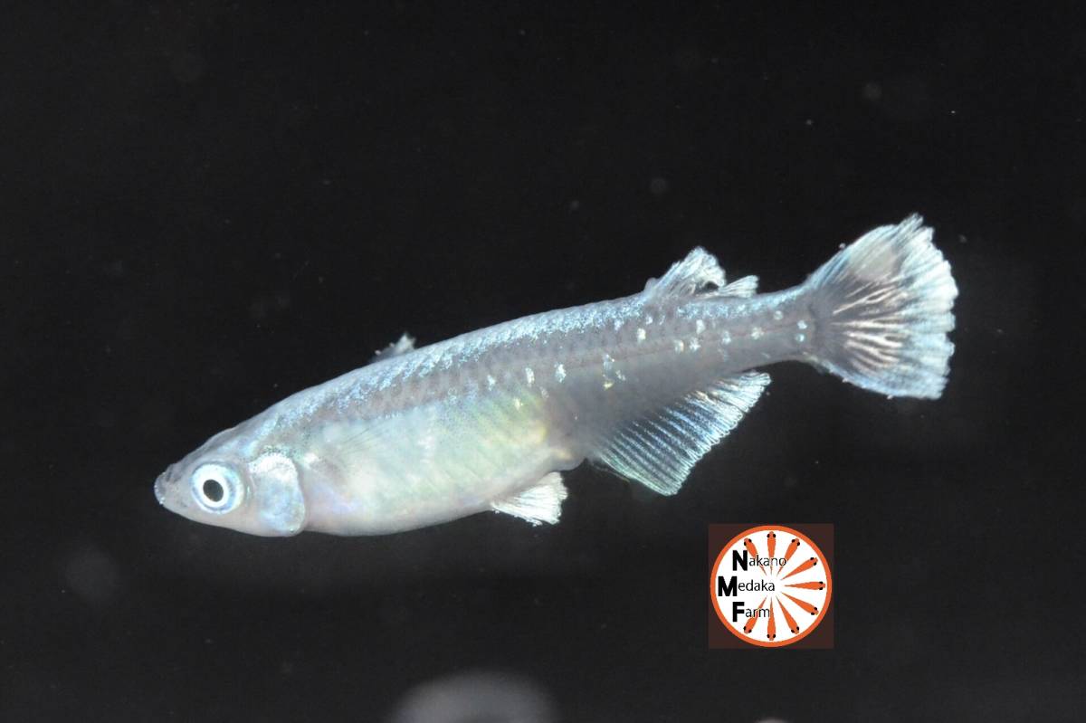 中野メダカファーム】現物出品 グランブルー 若魚 1ペア つつじめだか 中野メダカファーム】現物出品 グランブルー 若魚 1ペア つつじめだか