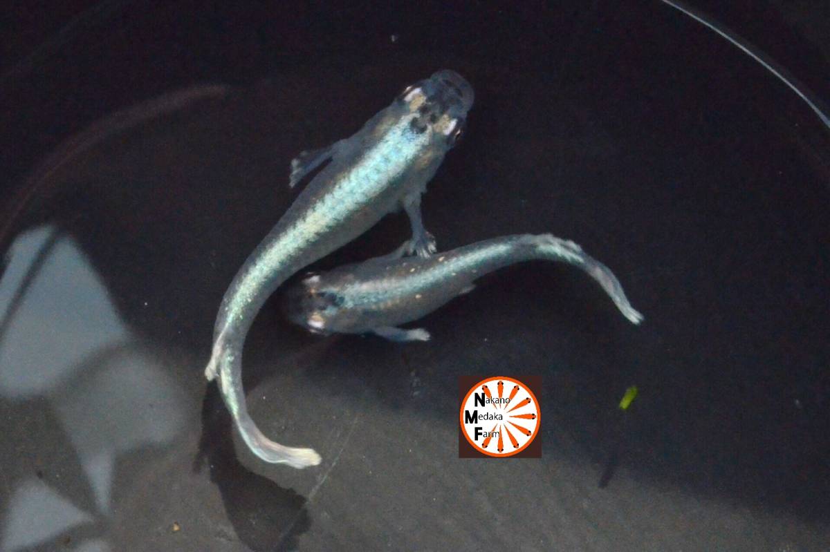 中野メダカファーム】現物出品 グランブルー 若魚 1ペア つつじめだか 中野メダカファーム】現物出品 グランブルー 若魚 1ペア つつじめだか