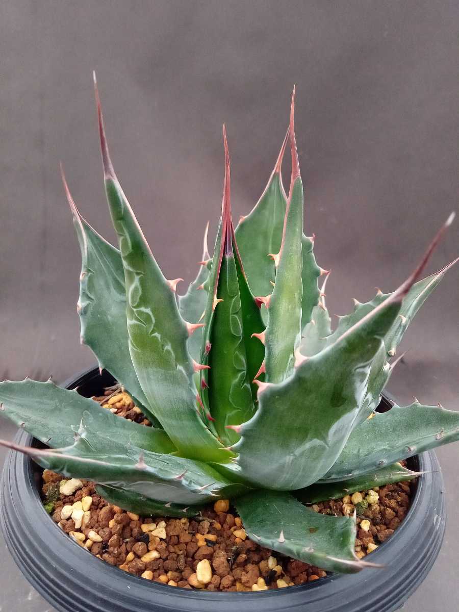 アガベ モンタナ montana Agave 公式通販 Yahoo!オークション 実生苗
