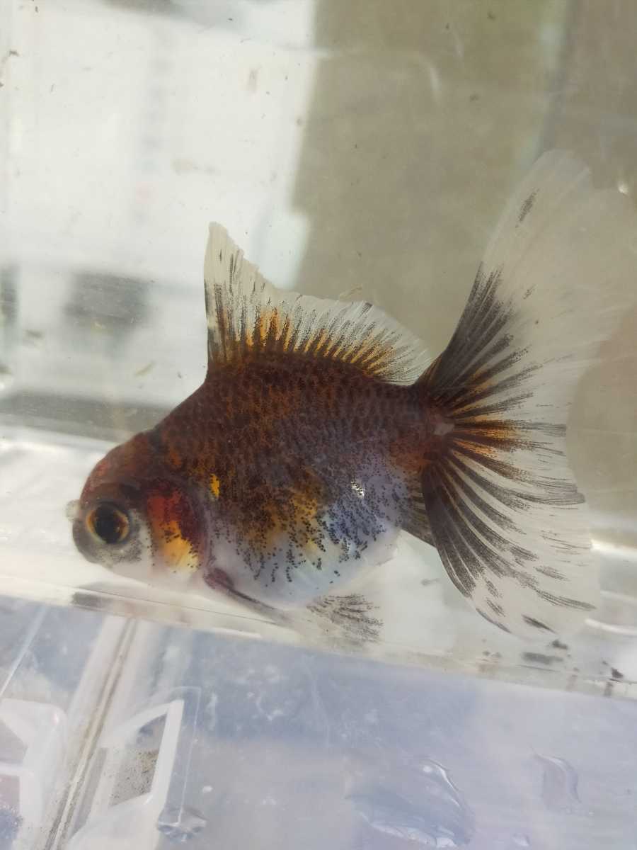 ローズテールオランダ オランダシシガシラ ローズテール ハーフムーン 獅子頭 売買されたオークション情報 Yahooの商品情報をアーカイブ公開 オークファン Aucfan Com