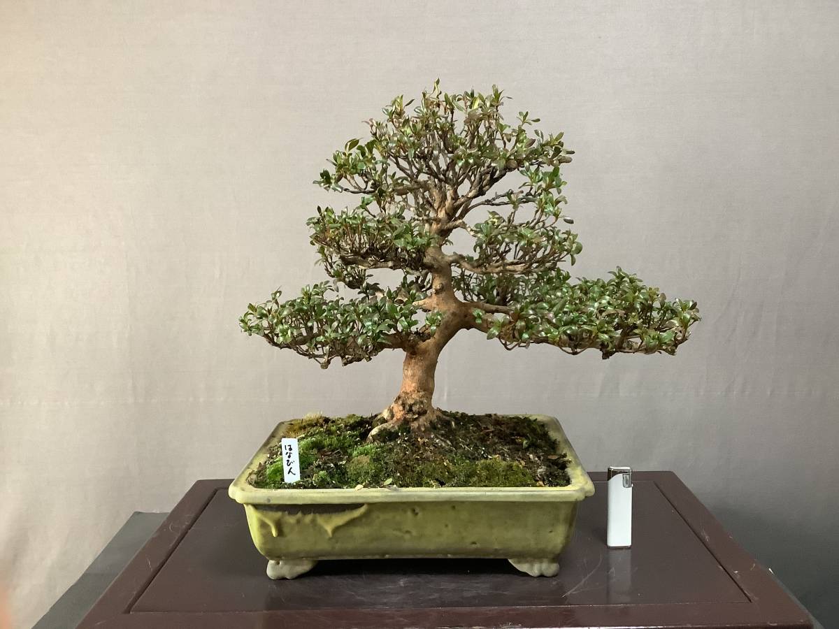 盆栽 皐月 五月 盆栽 鉢植え サツキ