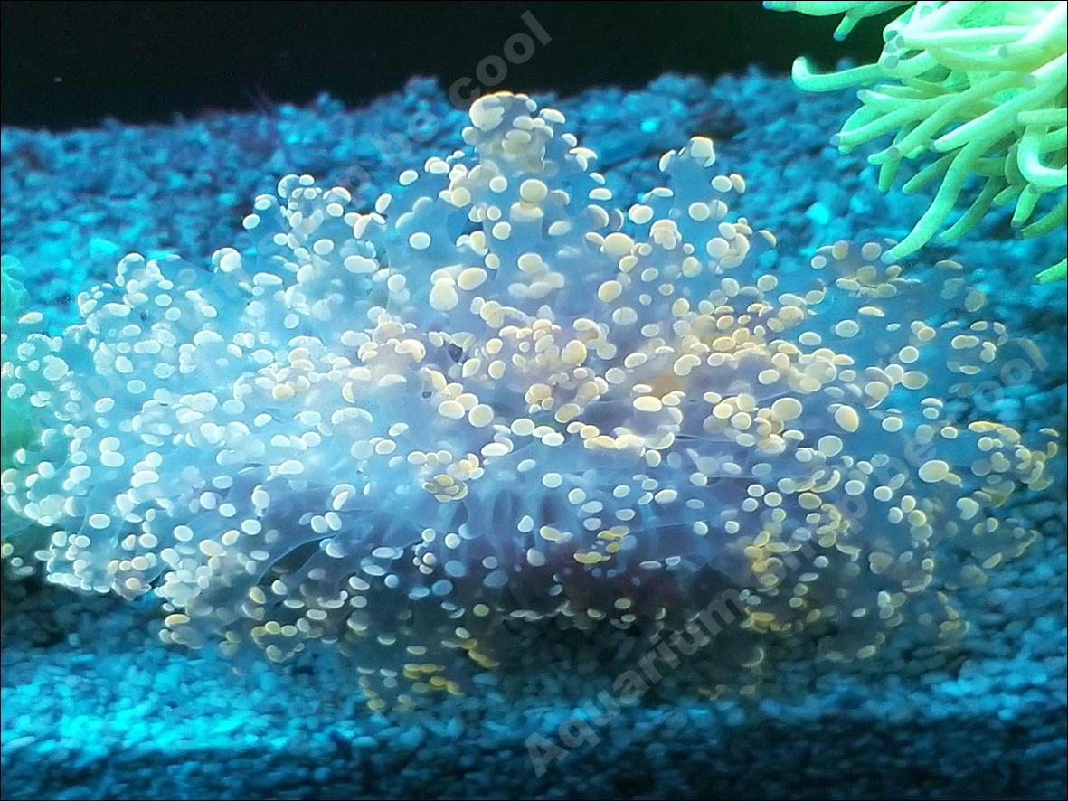 ウチウラタコアシサンゴ （サンゴ）ウチウラタコアシサンゴ Yahoo 海水 