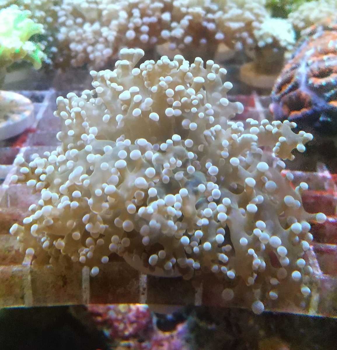 タコアシサンゴ コエダナガレハナサンゴ 同梱ｏｋ 本州限定 お願いします ケミカン サンゴ 売買されたオークション情報 Yahooの商品情報をアーカイブ公開 オークファン Aucfan Com