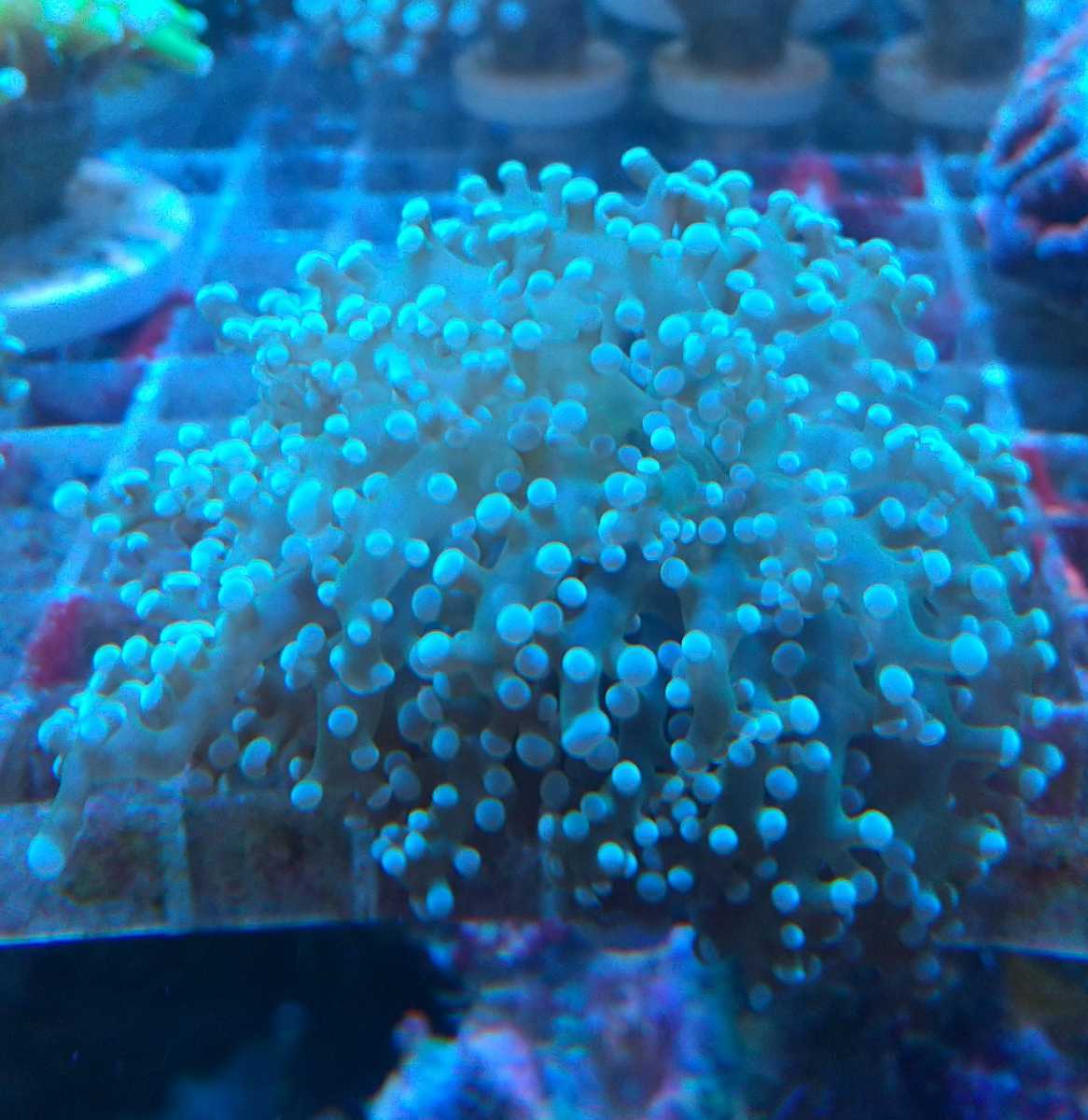 タコアシサンゴ コエダナガレハナサンゴ 同梱ｏｋ 本州限定 お願いします ケミカン サンゴ 売買されたオークション情報 Yahooの商品情報をアーカイブ公開 オークファン Aucfan Com