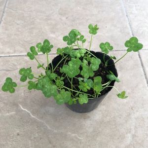 五つ葉 クローバーのヤフオク の相場 価格を見る ヤフオク の五つ葉 クローバーのオークション売買情報は8件が掲載されています