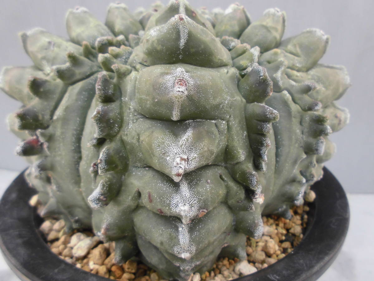 サボテン☆86：複隆亀甲ランポー Astrophytum myriostigma アストロ