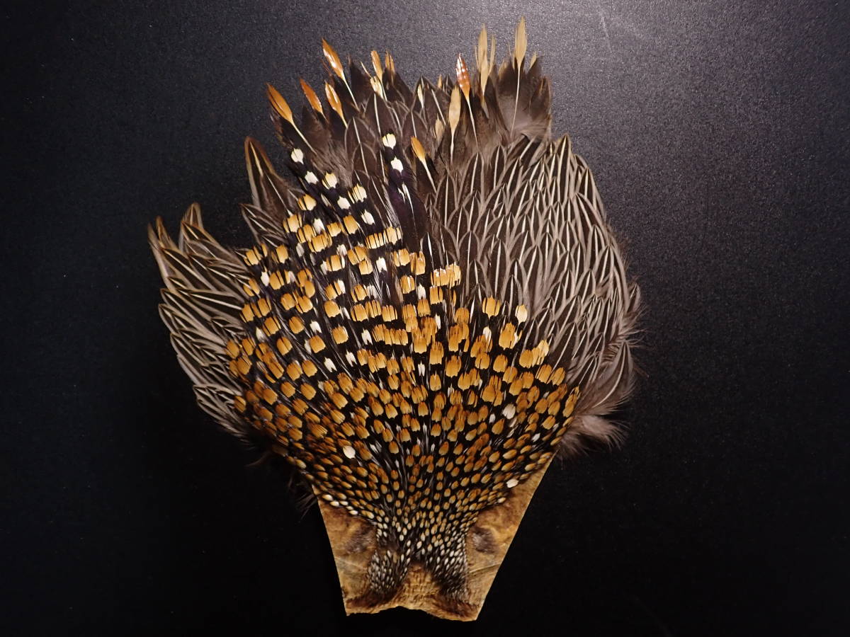 ○○良品ジャングルコック○○Jungle Cock/ショルダー ハックル