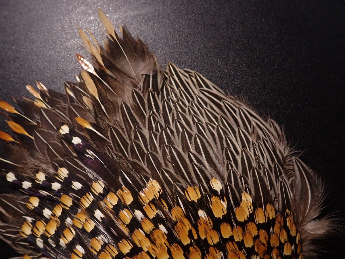 ○○良品ジャングルコック○○Jungle Cock/ショルダー ハックル